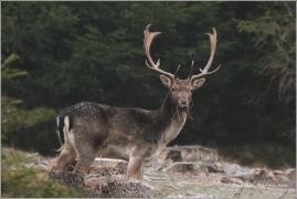 <p>DANĚK SKVRNITÝ (Dama dama) Šluknovsko - Harta /Fallow deer - Damhirsch/</p>